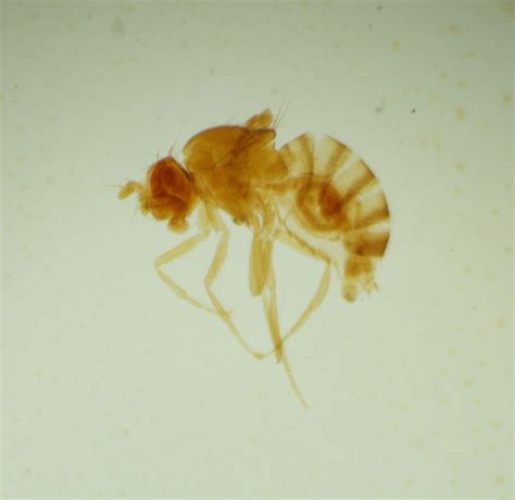 Drosophila Melanogaster | lupon.gov.ph