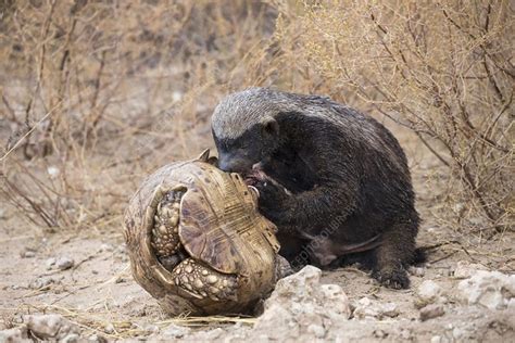 EAUT - The Animal Kingdom's Comedian: The Honey Badger - the grassland ...