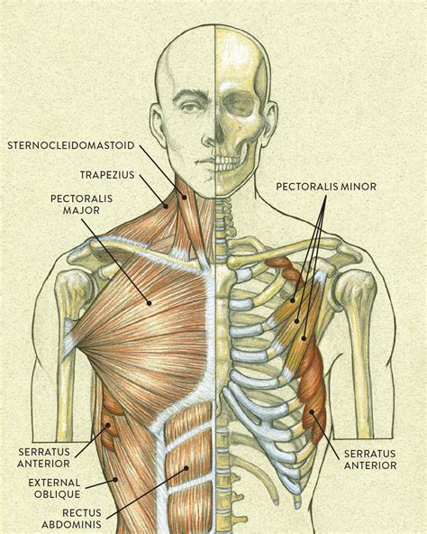 Basic Human Muscles Diagram Muscles Of The Neck And Torso Classic Images