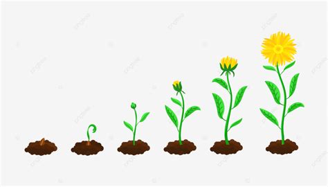 Stages Of Flower Sowing And Growing, Illustration, Collection, Sowing PNG and Vector with ...