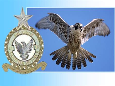 Spreebird wildlife: Shaheen SHAHEEN FALCON (Military state-bird of the Pakistan Air Force)