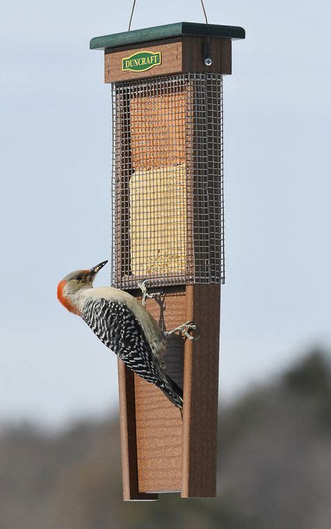 Pileated Woodpecker Suet Shield Wrap Feeder | Bird house feeder, Woodpecker feeder, Bird feeders