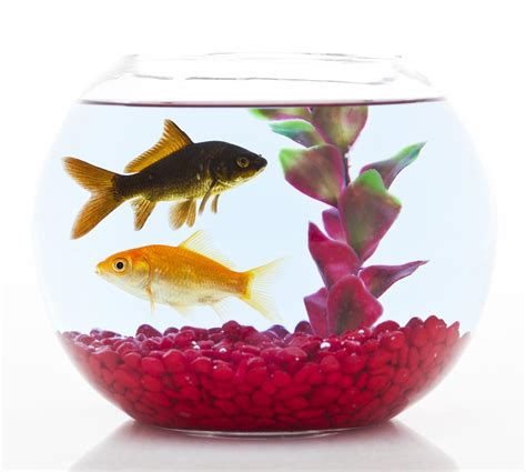 Goldfish Care in a Bowl - Pet Ponder