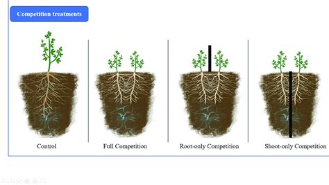 Intraspecific Competition Plants