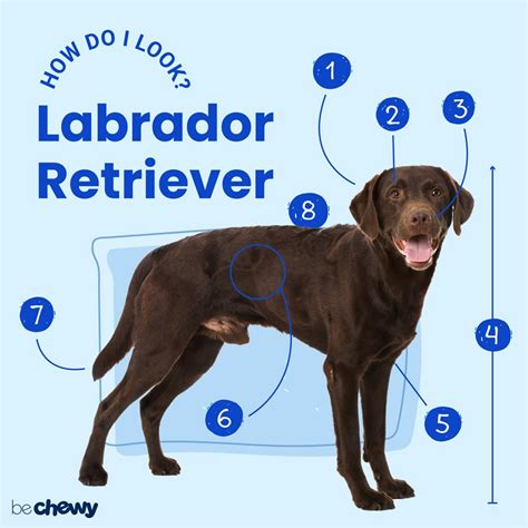 Labrador Retriever Breed: Characteristics, Care & Photos | BeChewy