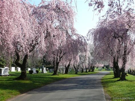 Weeping Cherry Blossom | Landscaping ! | Pinterest