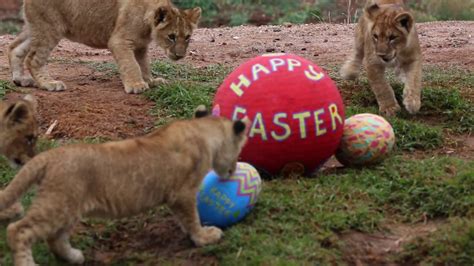Zoo Animals Play With Easter Themed Pinatas and Treats - YouTube