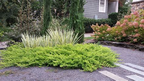 Juniperus horisontalis - Horting