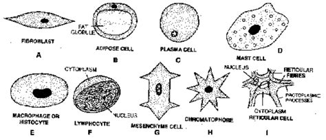 NCERT-Connective Tissue Animal Tissues For Class 11|PW