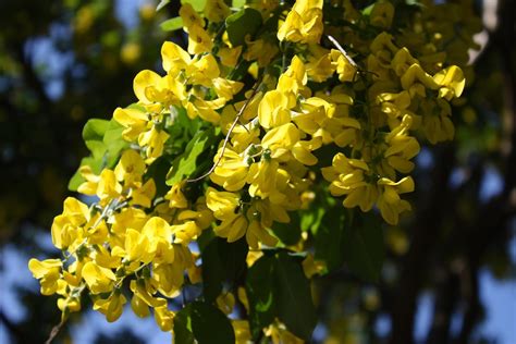 Laburnum | Neil Turner | Flickr