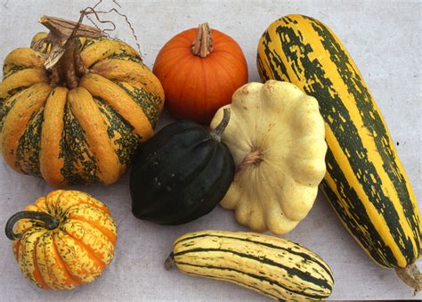 21 Of the Best Ideas for Winter Squash Types - Home, Family, Style and Art Ideas