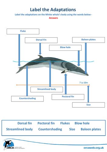 Whale Evolution and Adaptations | Teaching Resources