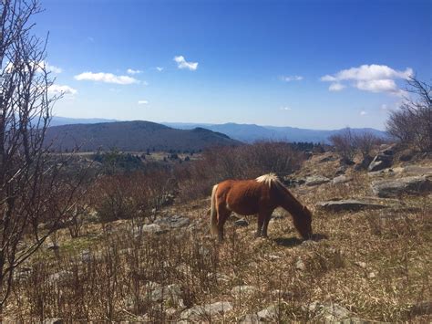 Grayson Highlands State Park, Mt Rogers, VA, USA : r/hiking