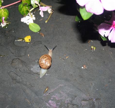 Garden Snail Free Stock Photo - Public Domain Pictures