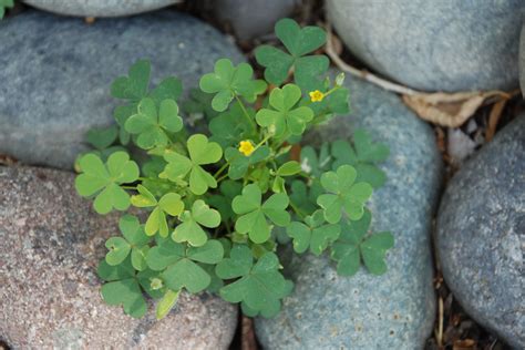 Clovers in Colorado #141649 - Ask Extension