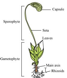 Bryophyta: Classification, Distribution & Characteristics : Plantlet