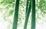 Green bamboo wallpaper albums #7 - 1920x1200 Wallpaper Download - Green bamboo wallpaper albums ...