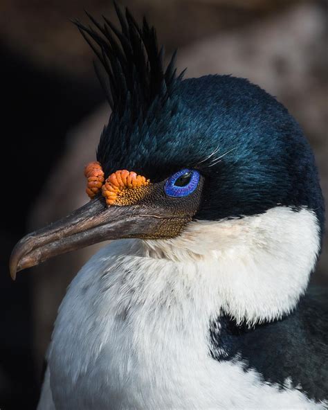 25 Weird Creatures You'll Find In The Arctic And Antarctica