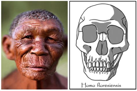 Homo floresiensis - female (Hobbit) by babanovac0232 on DeviantArt