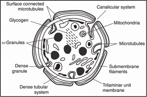 Structure of platelet (Courtesy:... | Download Scientific Diagram