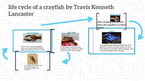 life cycle of a crayfish by Heather Polen on Prezi