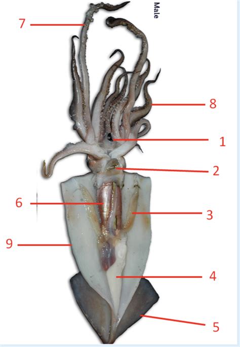 Male Squid Anatomy