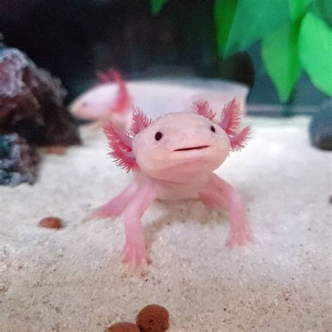 The Danger Of Axolotls: A Common Misconception – MudFooted