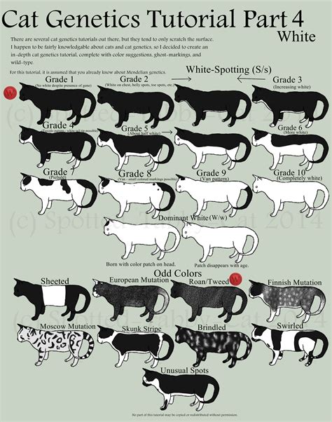 Cat Genetics Tutorial Part 4 (White) by Spotted-Tabby-Cat on DeviantArt