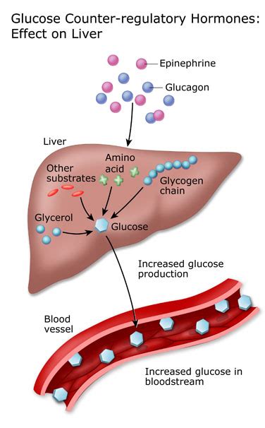 Blood Sugar & Other Hormones - Diabetes Education Online