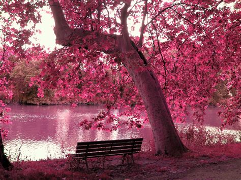 Free download Pink Nature Wallpapers [2560x1920] for your Desktop, Mobile & Tablet | Explore 61 ...