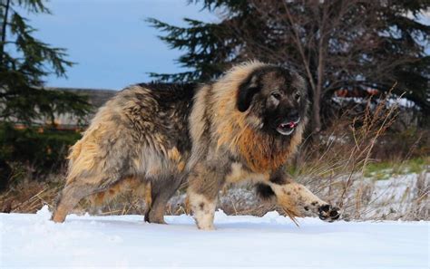 Russian Bear Dog: Caucasian Shepherd Breed Info, Facts & More | Pets Nurturing