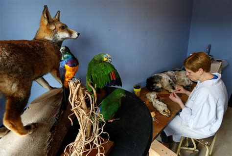 Belgians Pay Special Tribute To Dead Pets At Animal Funeral Home | HuffPost