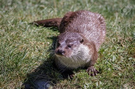 Eurasian Otters: Characteristcs, habitat, behavior and more