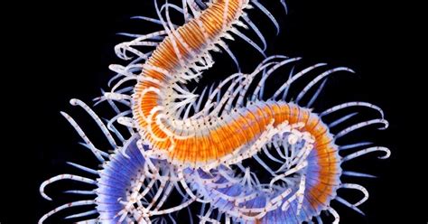 Simply Creative: Beautiful Marine Worms Photographs of Alexander Semenov