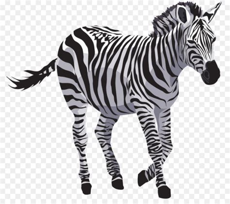 Free Zebra Transparent, Download Free Zebra Transparent png images ...