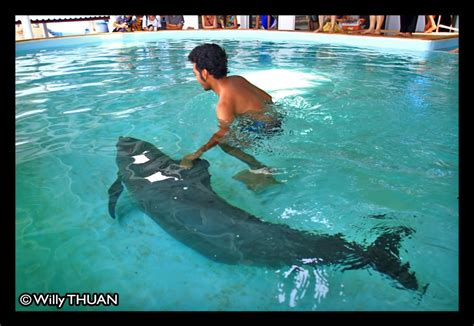 Phuket Aquarium - Phuket 101