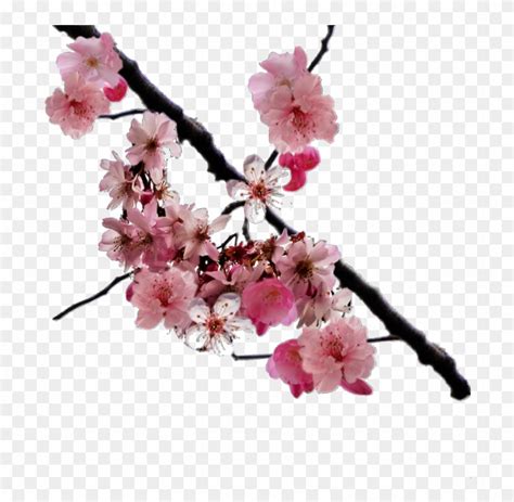 Cherry Blossom Branch Png, Transparent Png - 750x740(#4755758) - PngFind