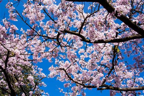 Cherry Tree Blossom at Alishan National Scenic Area Stock Photo - Image ...