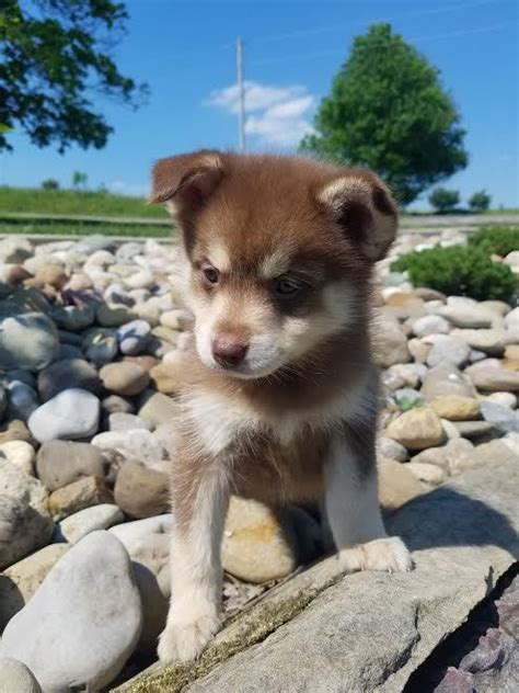 Pomsky Puppies For Sale | Denver, CO #292082 | Petzlover