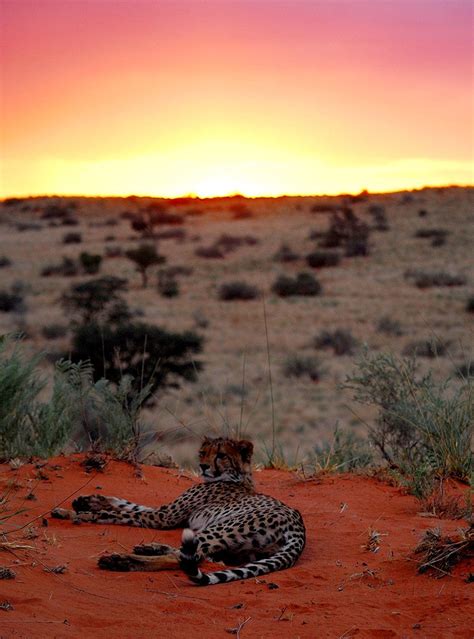 Safari In South Africa's Kalahari Desert [Experience]