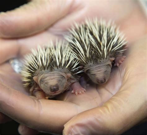 A couple of baby Porcupines up close. : r/pics