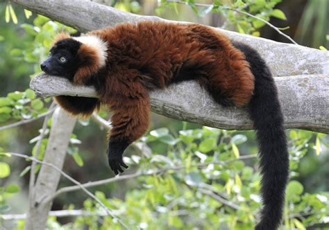 Free Lemur, Red-Ruffed Stock Photo - FreeImages.com