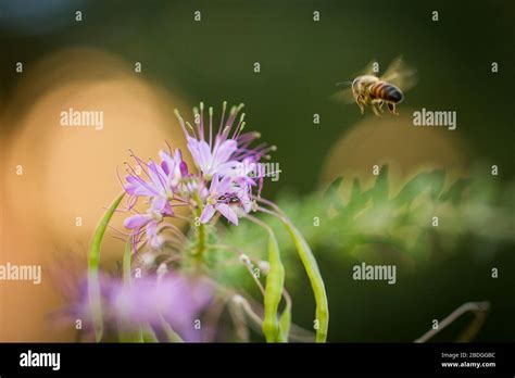 A single worker bee flies toward a purple flower to partake in his pollination duties Stock ...