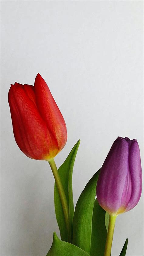 Red and Purple Tulips · Free Stock Photo