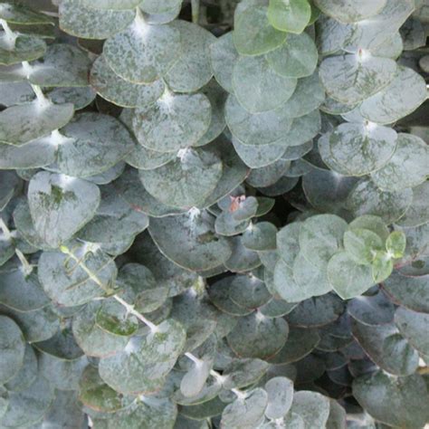 Eucalyptus Baby Cleaned – Full Pot of Flowers