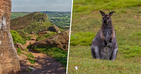 The rugged corner of the Peak District where wild wallabies may still roam