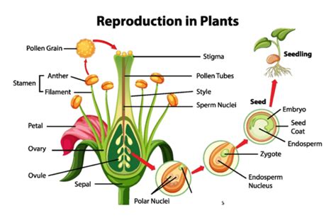 Plant Diagram PNG Transparent Images Free Download | Vector Files | Pngtree