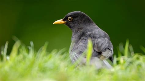 Big Garden Birdwatch 2023: How to take part in the RSPB's birdwatching weekend and the dates ...