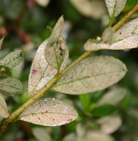 azalea lace bug 3b | Walter Reeves: The Georgia Gardener