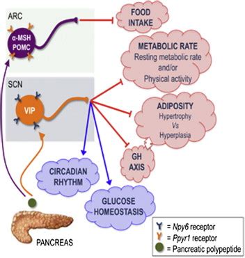 Pancreatic polypeptide